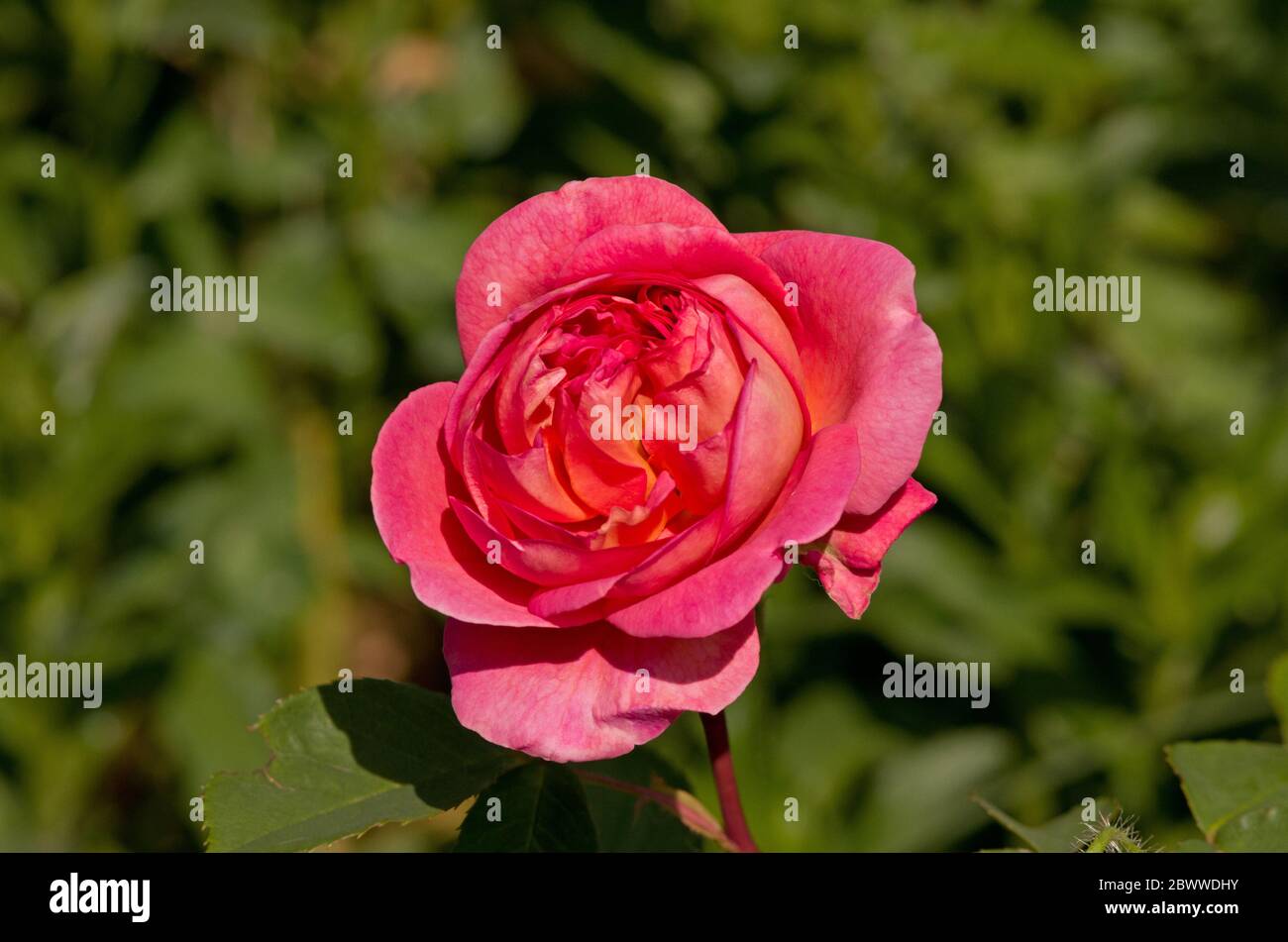 Boscobel Rose Banque D'Images