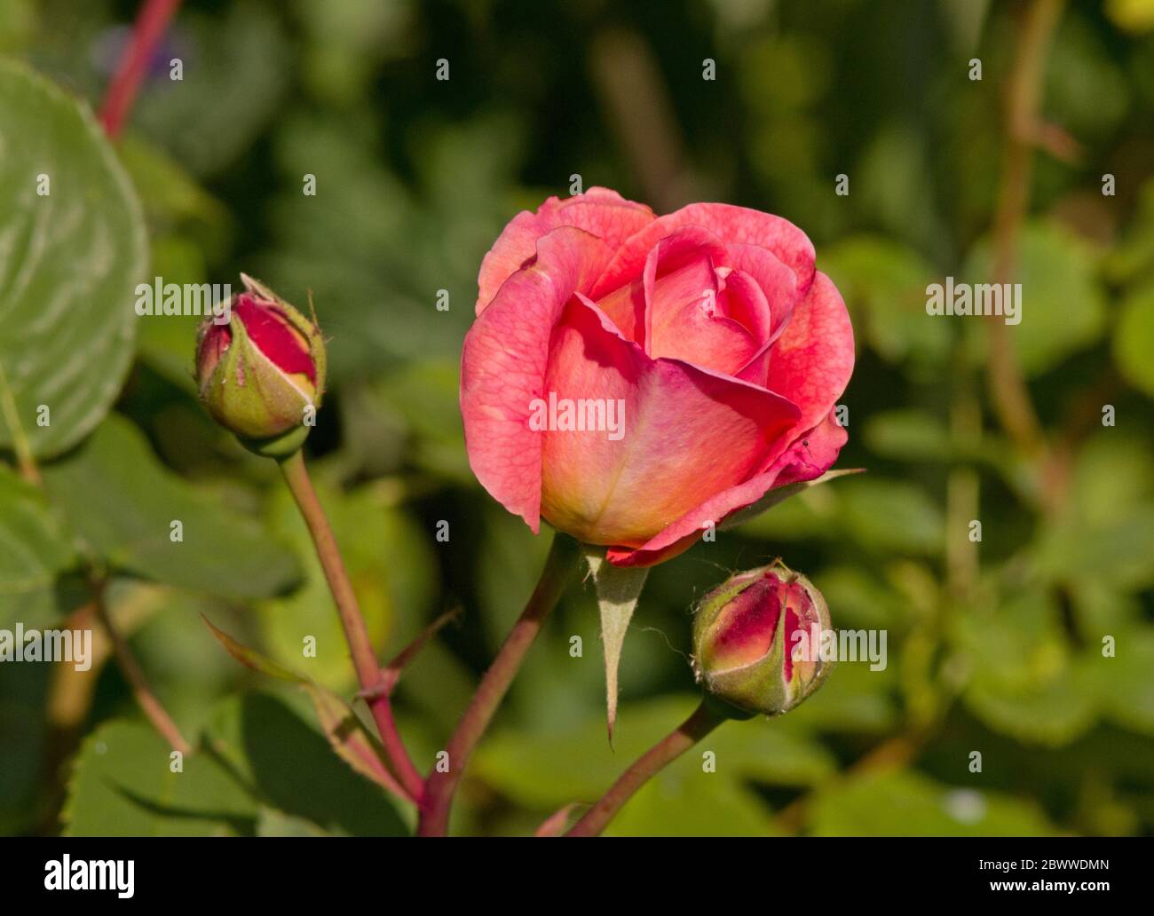 Boscobel Rose Banque D'Images