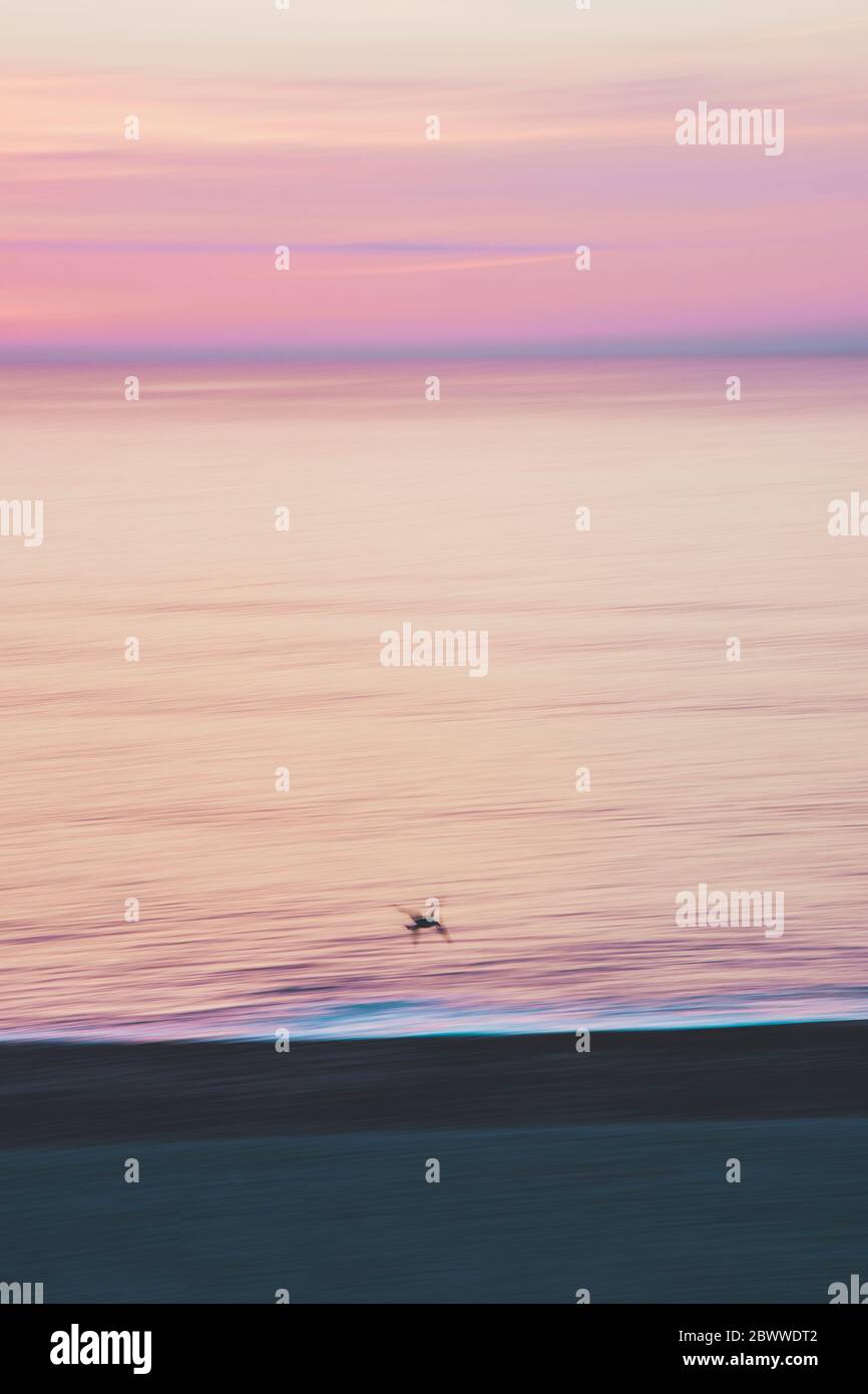 Silhouette mouette survolant la plage contre le ciel violet au lever du soleil Banque D'Images
