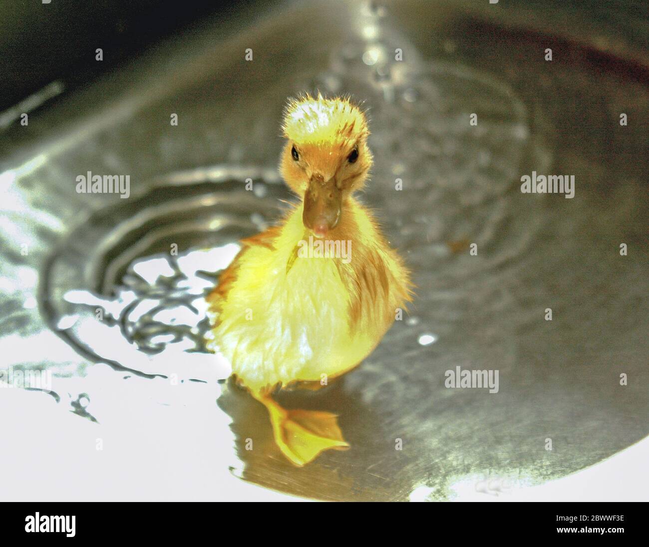 Un bébé qui s'est fait une petite canette récupère de ses blessures à un hôpital de la faune, Surrey, Angleterre. Une fois entièrement récupéré, le canard sera libéré dans la nature. Banque D'Images