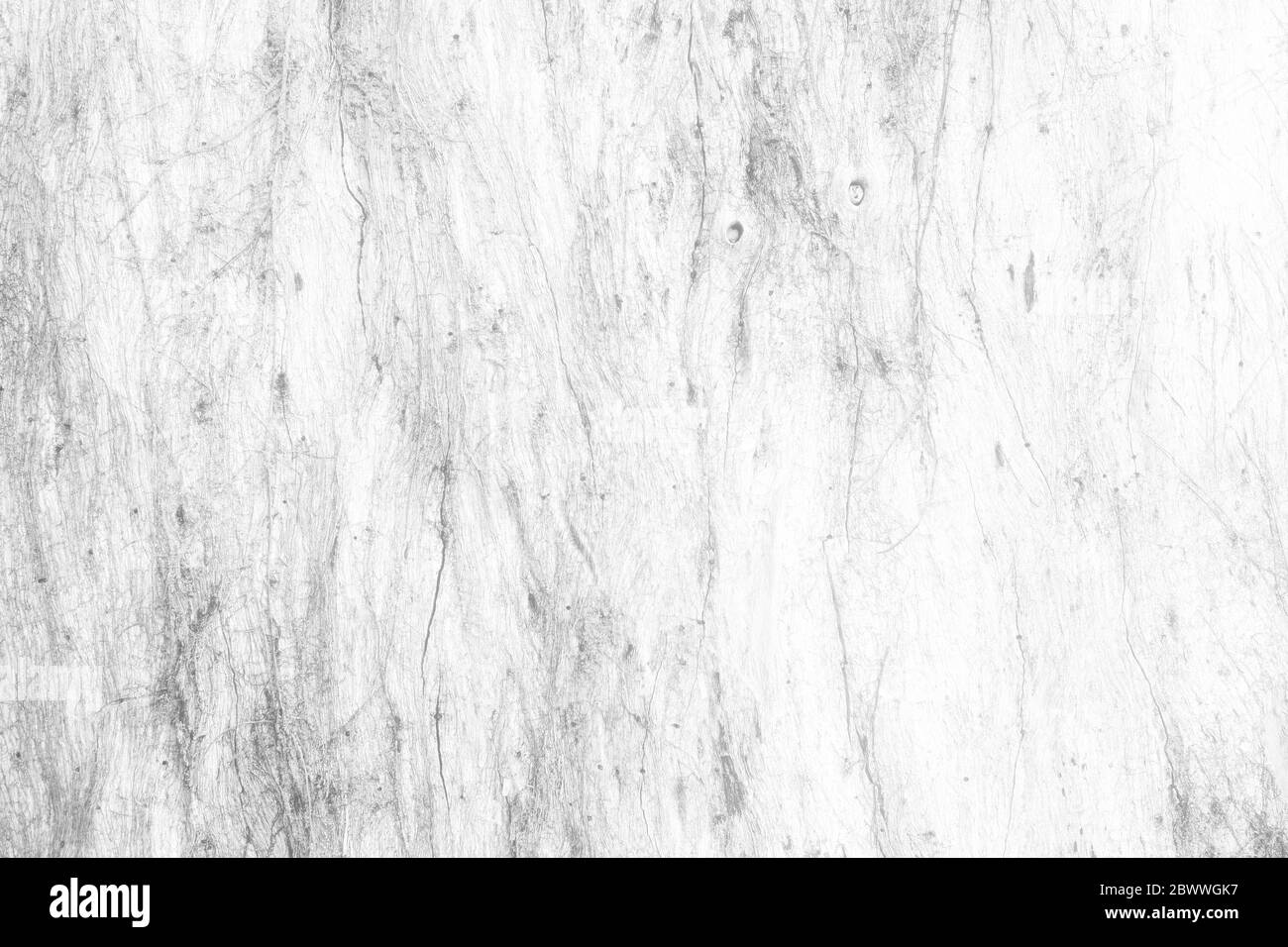 Gros plan blanc Peeling Wood Bark texture fond. Banque D'Images
