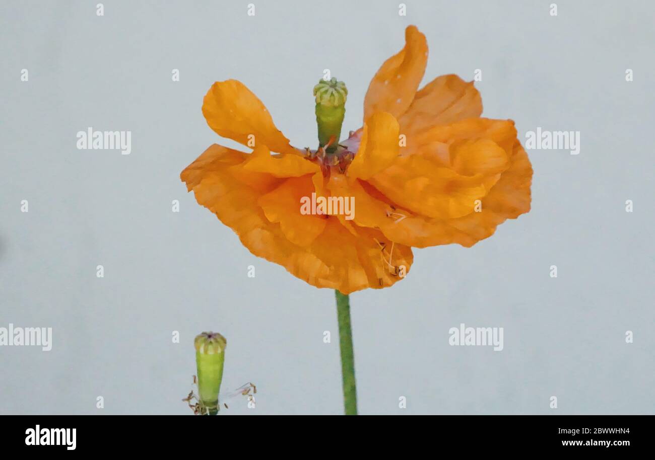 Orange, plusieurs pétaquinés. Banque D'Images