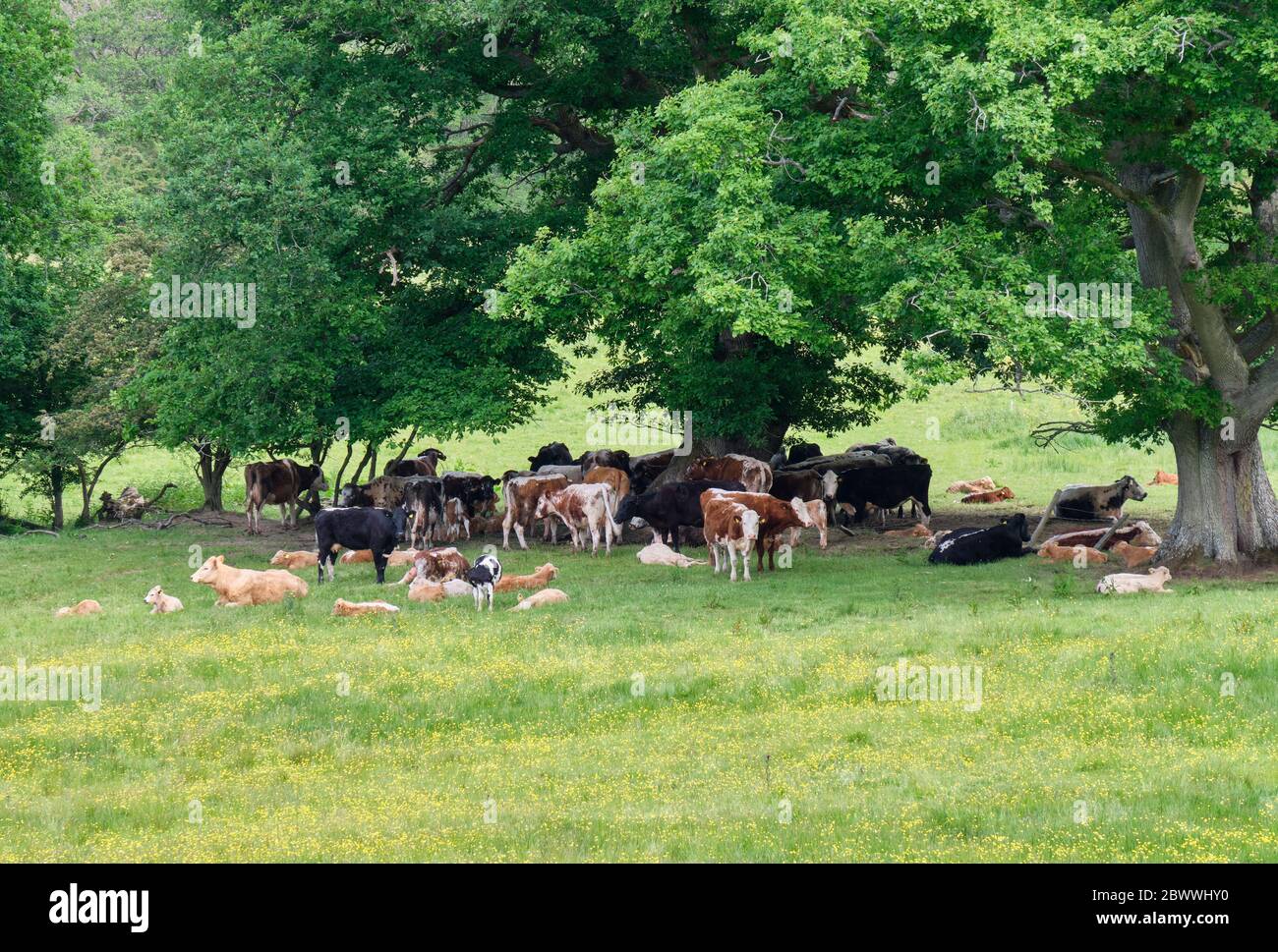 Vaches ombrageant du soleil près de Middle Carwood, près de Craven Arms, Shropshire Banque D'Images