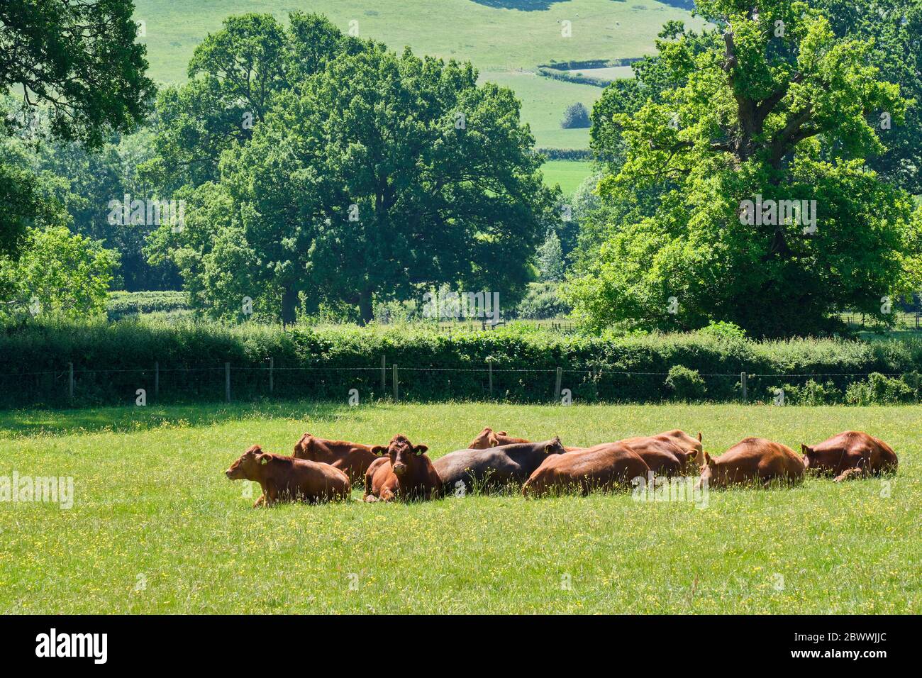 Vaches se trouvant dans un champ près de Sibdon Carwood, près de Craven Arms, Shropshire Banque D'Images