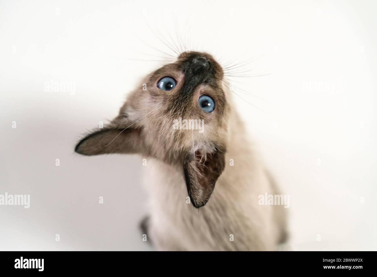 Mignon Petit Chaton Siamois De Deux Mois Gros Plan Sur Le Chat Siamois Thailandais De Race Pure Les Yeux Bleus Etant Assis Sur Fond Blanc Les Concepts Des Animaux De Compagnie Jouent