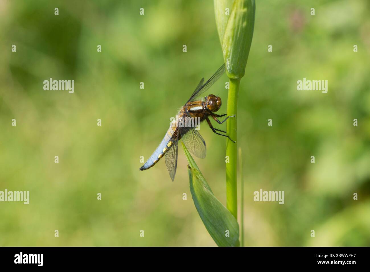 Chaser à corps large, Libellula depressa, libellule, reposant sur l'iris drapeau, Iris pseudocacorus, drapeau jaune, iris jaune, drapeau de l'eau, Sussex, U, mai Banque D'Images