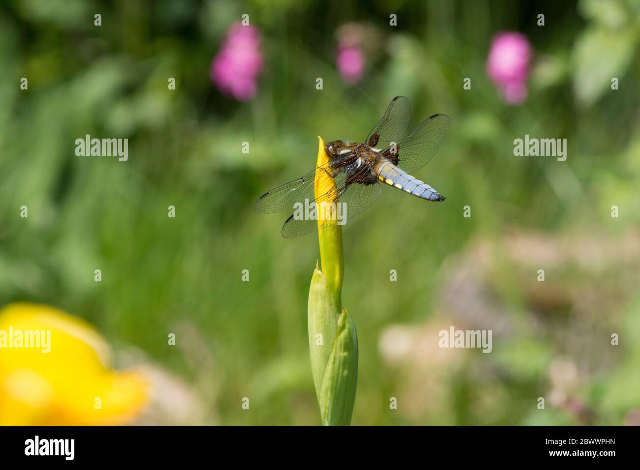 Chaser à corps large, Libellula depressa, libellule, reposant sur l'iris drapeau, Iris pseudocacorus, drapeau jaune, iris jaune, drapeau de l'eau, Sussex, U, mai Banque D'Images