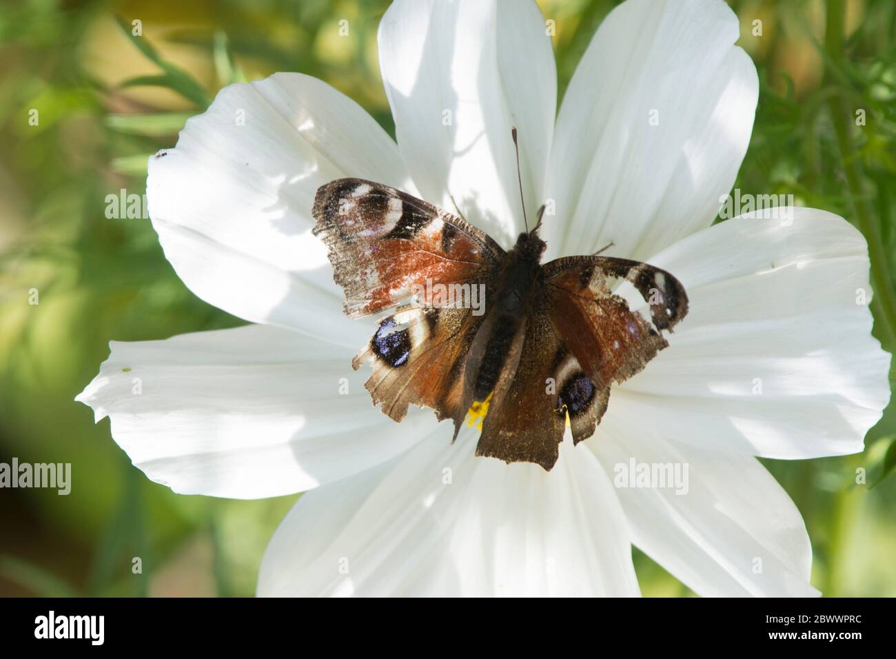 Papillon de paon, Aglais io, vieux, vieux, vieux, mis à terre, taillé, surpassé, sur la fleur de Cosmos Banque D'Images