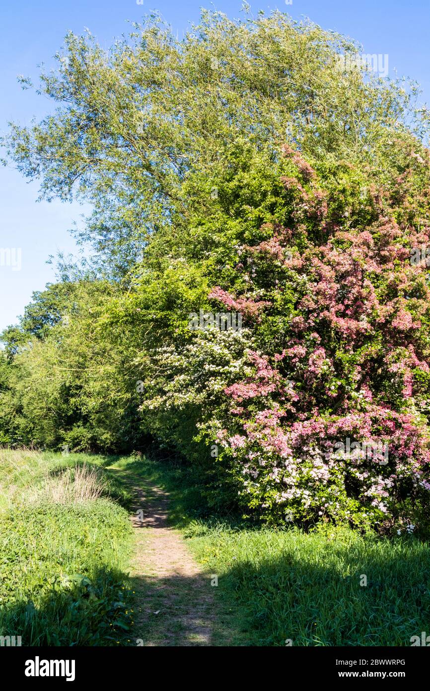 Différentes variétés d'aubépine en fleurs au canal de Coombe Hill et à la réserve naturelle de Meadows près de Wainlodes, au nord de Gloucester, Royaume-Uni Banque D'Images