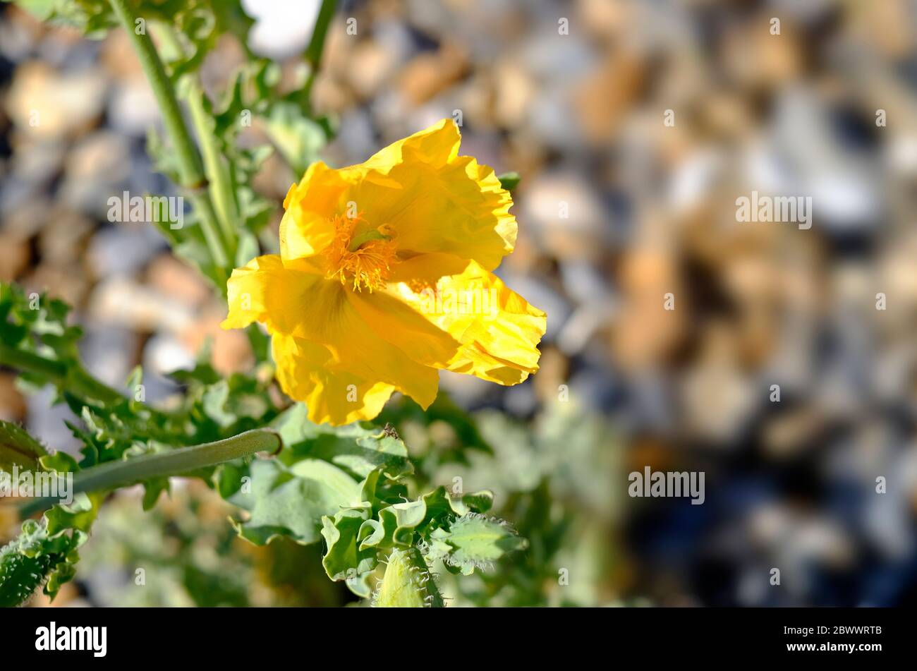 plante de pavot à cornes jaunes sur la plage de galets de salthouse, nord de norfolk, angleterre Banque D'Images