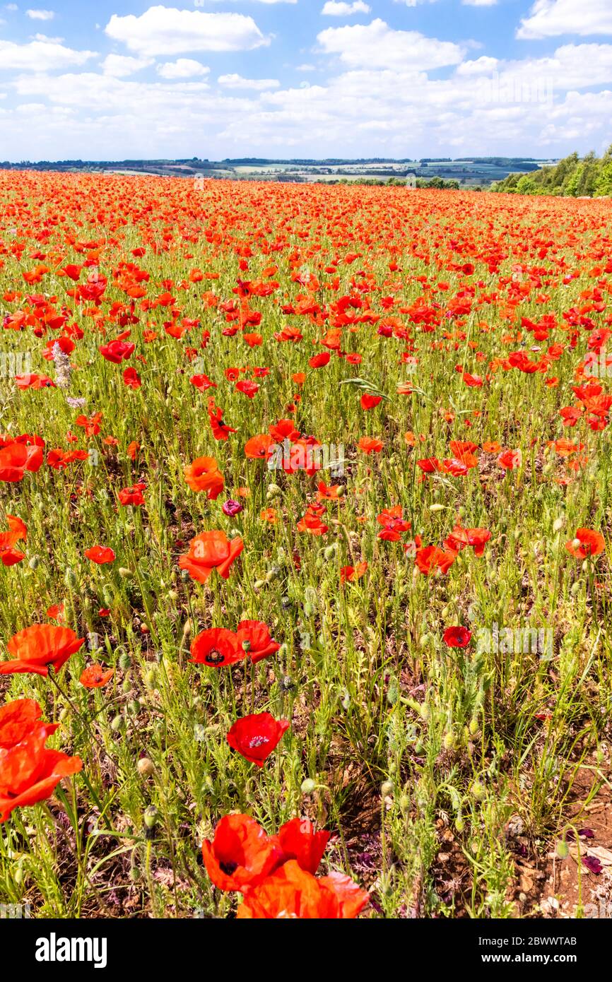 Un champ de coquelicots à côté de Ryknild Street ou Icknield Street (localement Condicote Lane) une voie romaine juste au sud du village Cotswold de Condicote UK Banque D'Images