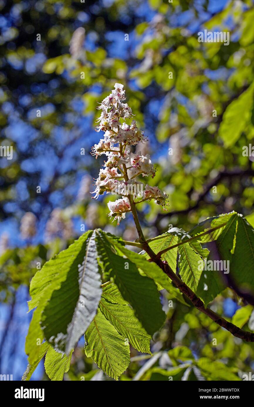 Gros plan de fleurs sur un châtaignier (aesculus hippocastanum Banque D'Images