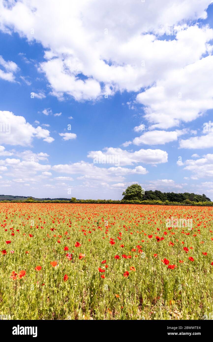 Un champ de coquelicots à côté de la rue Ryknild ou de la rue Ickneld (voie de la Condicote locale) une route romaine juste au sud du village de Cotswold de Condicote. Banque D'Images