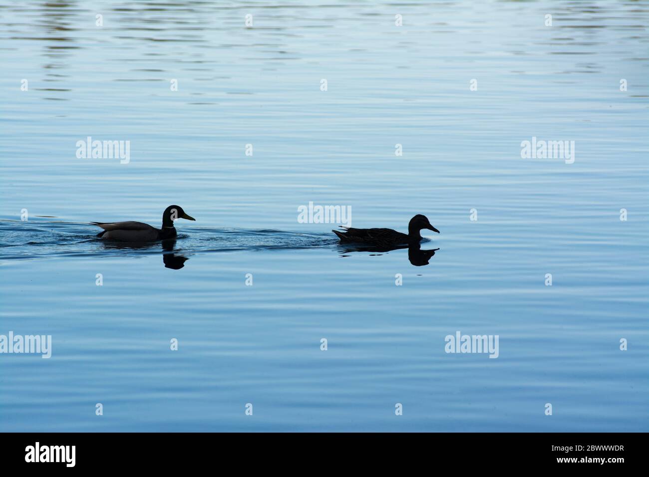 Canards sur un lac. Auvergne-Rhône-Alpes. France Banque D'Images