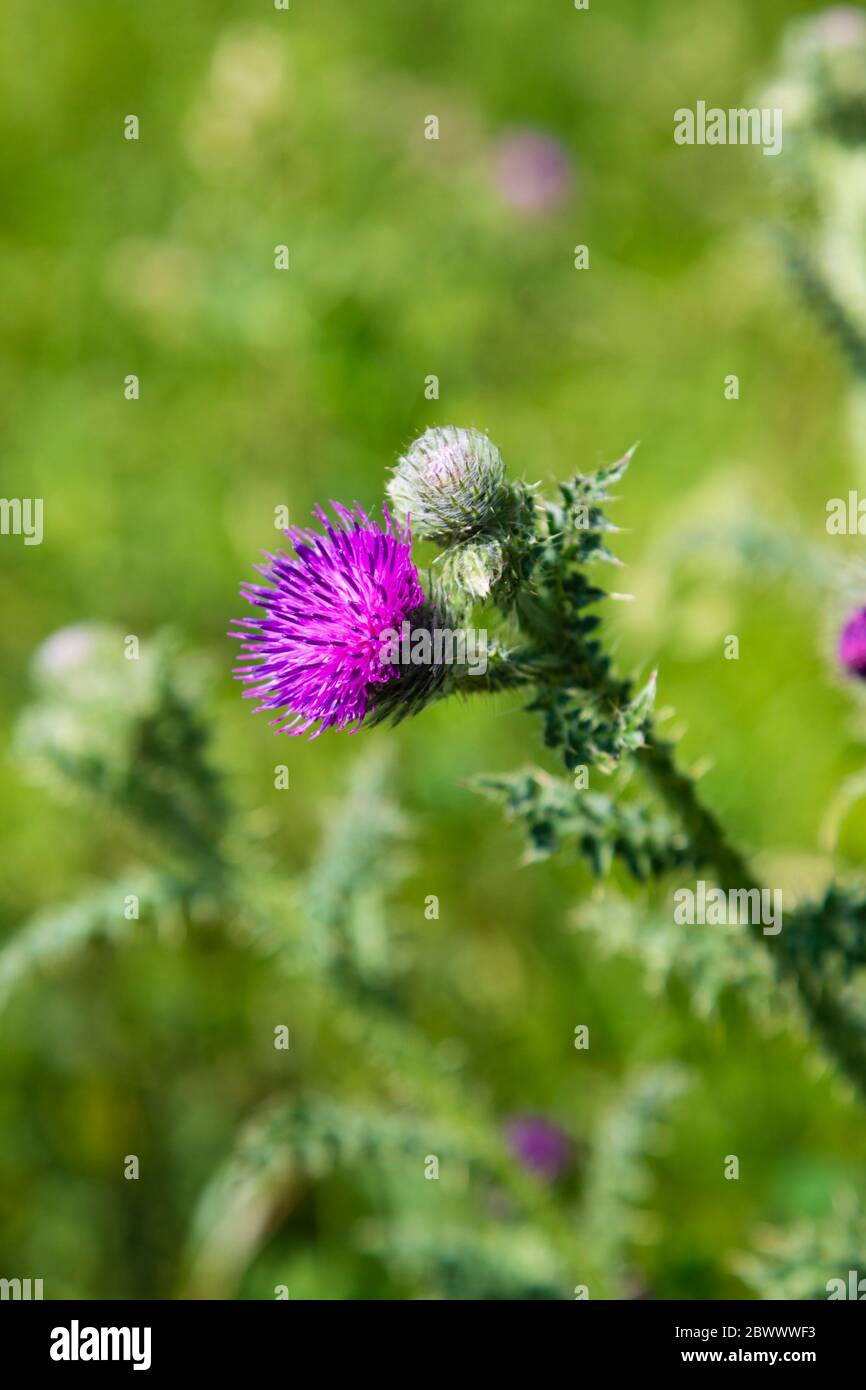 Fleur de chardons sauvages. Banque D'Images