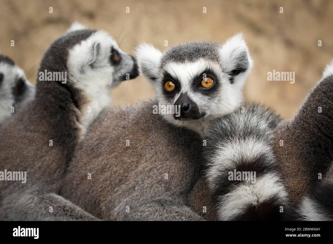 Gros plan sur les lémuriens à queue de cercelle (Lemur catta) en groupe, en plein air au parc safari West Midland (Midlands), Royaume-Uni. Banque D'Images