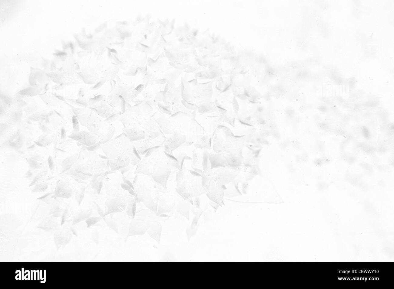 Fleur de Spike blanche de style fossile sur fond de texture de mur en béton, adaptée au concept de la Saint-Valentin. Banque D'Images