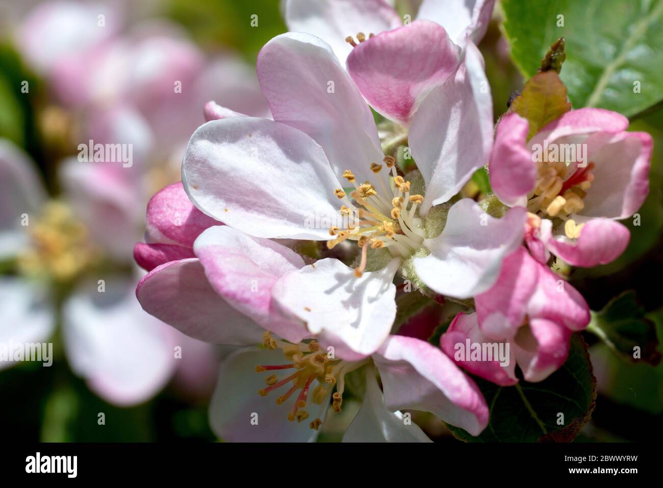 Pomme de crabe (malus sylvestris), gros plan de la fleur d'un petit arbre qui pousse sur le côté d'une route. Banque D'Images