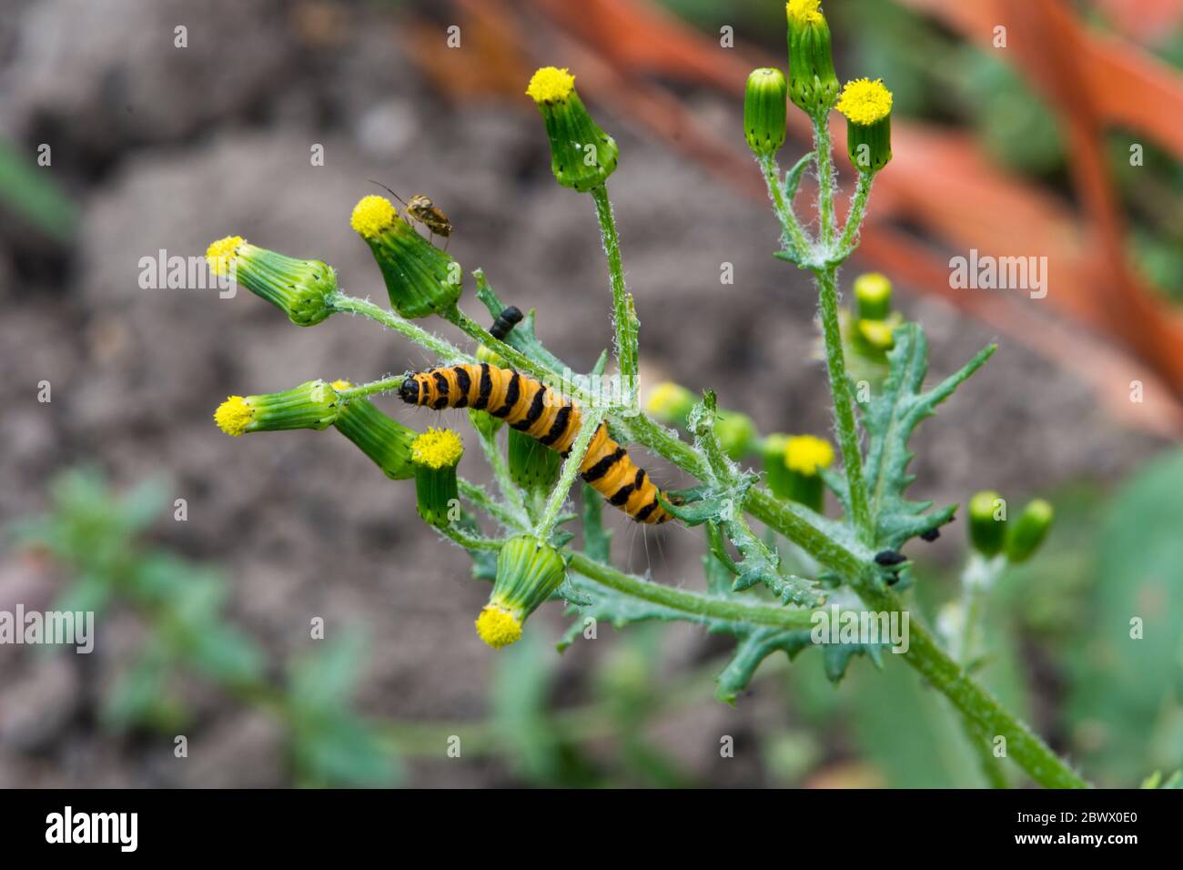 La larve de cinabre (Tyria jacobaeae) se nourrissant de séneçon vulgaire (Senecio vulgaris) Banque D'Images