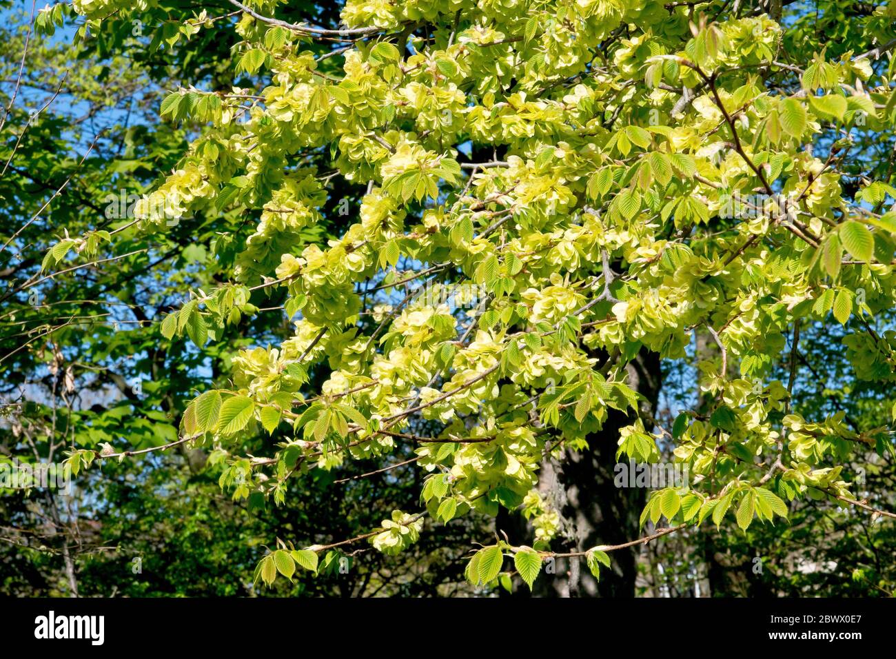 Wych Elm (ulmus glabra), montrant un arbre couvert de gousses de graines avec la première des nouvelles feuilles à travers. Banque D'Images