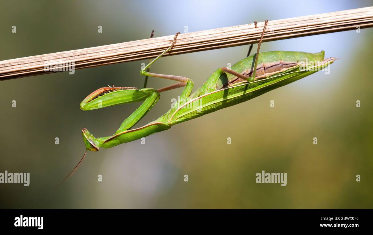 Mantis européens tenant sur la plante à l'envers dans la nature estivale au coucher du soleil Banque D'Images