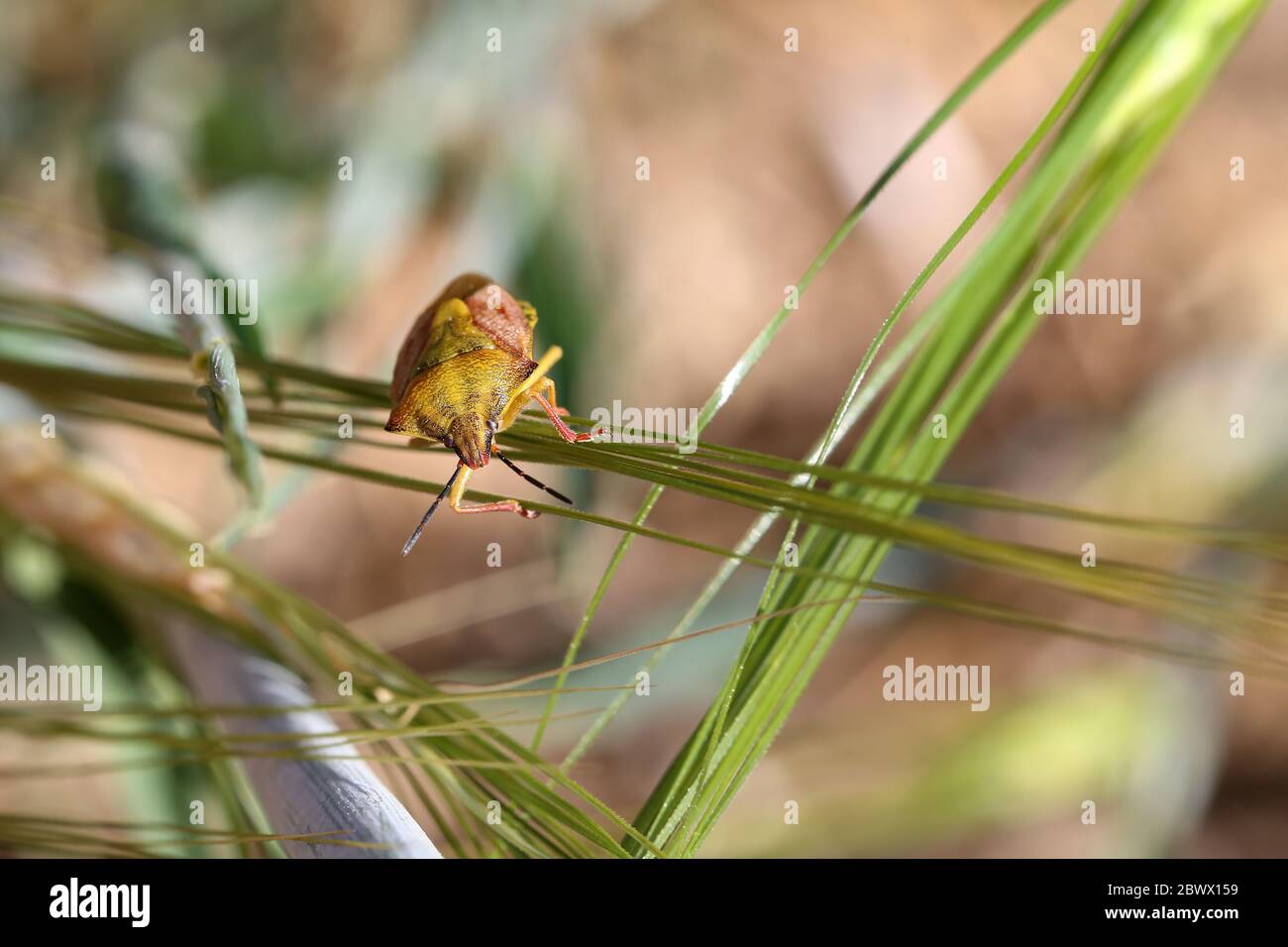 Un insecte piquant sur les feuilles vertes, gros plan Banque D'Images