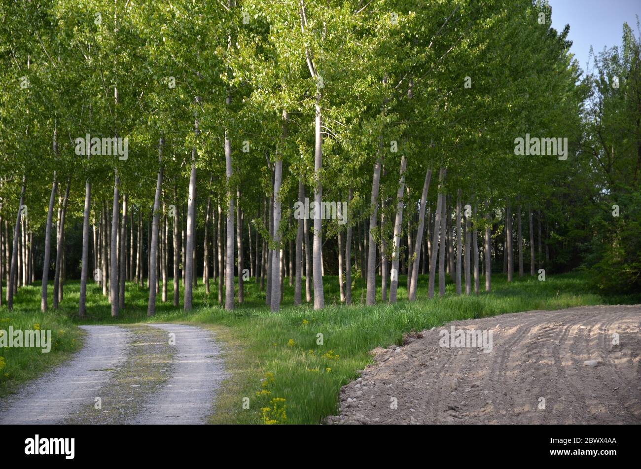 Sentier de campagne avec lignes de peupliers et d'herbe Banque D'Images