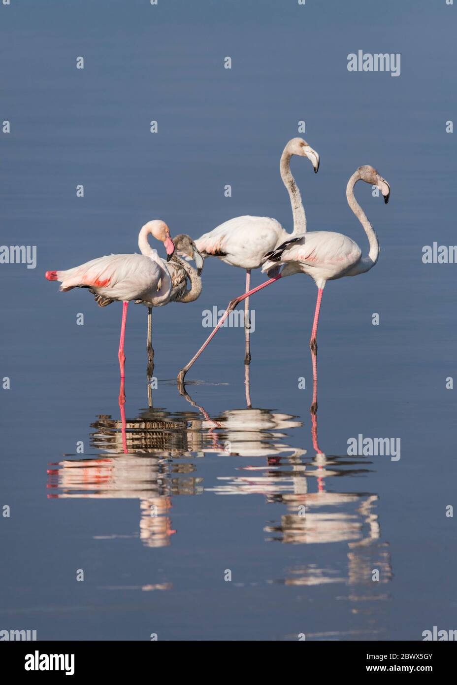 Un groupe de quatre flamants d'eau debout Banque D'Images