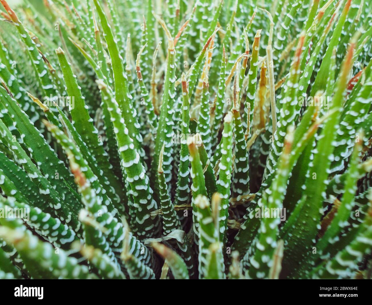 Un gros plan d'une plante Haworthiopsis attenuata Banque D'Images