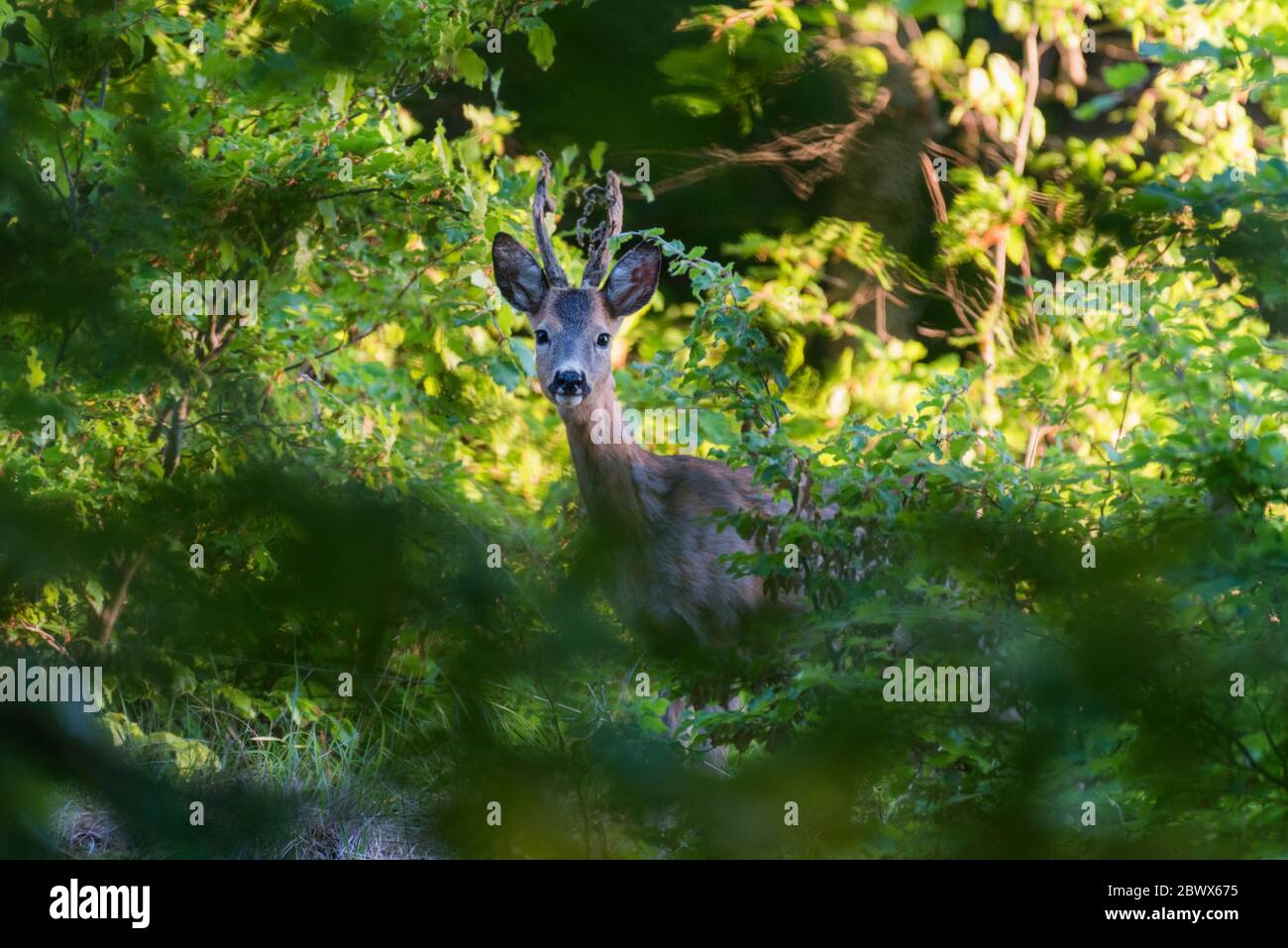 Un cerf de Virginie fraiche regarde à travers la végétation Banque D'Images
