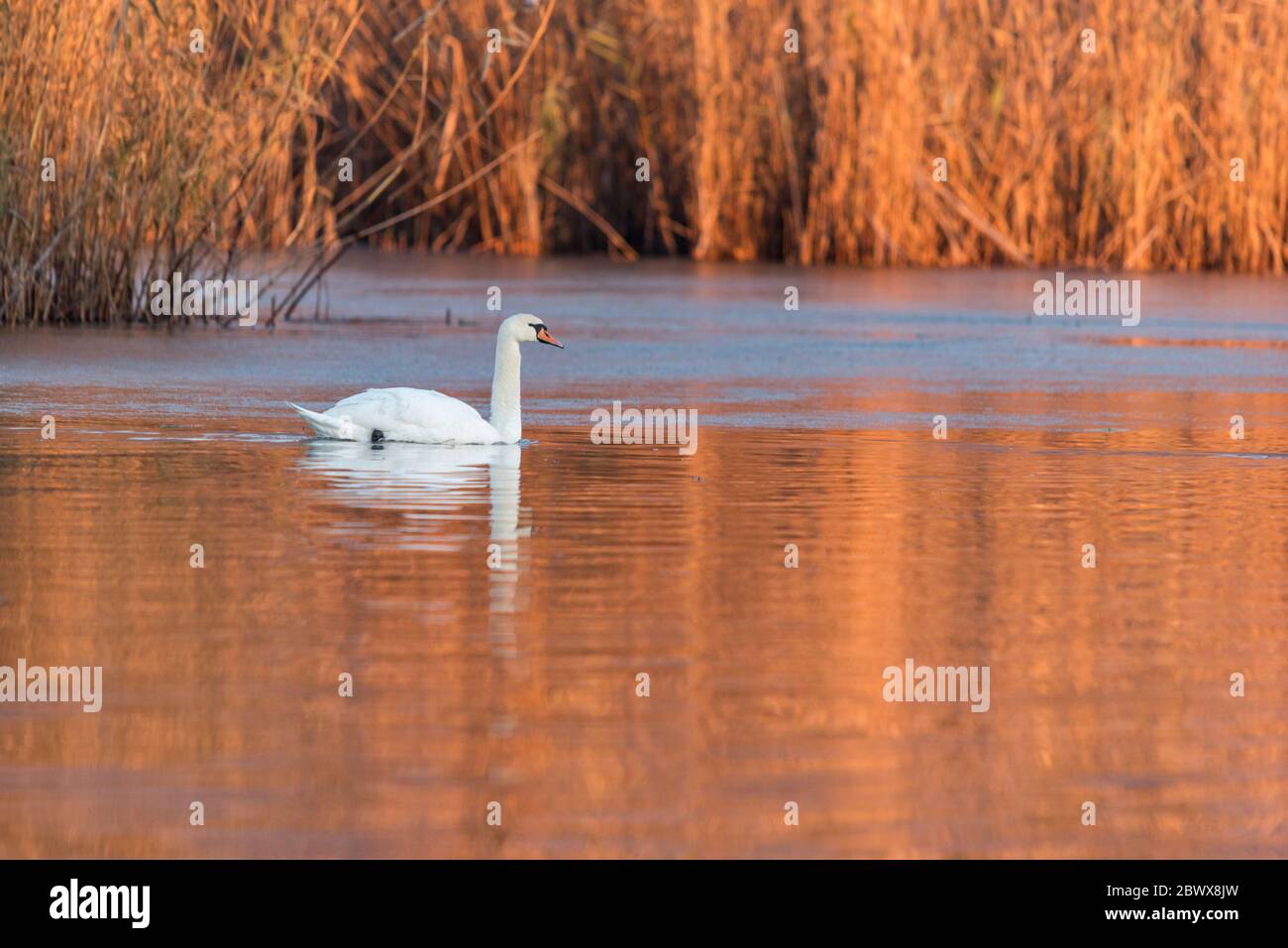 Cygne sauvage muet dans le lac Kerkini en hiver Banque D'Images