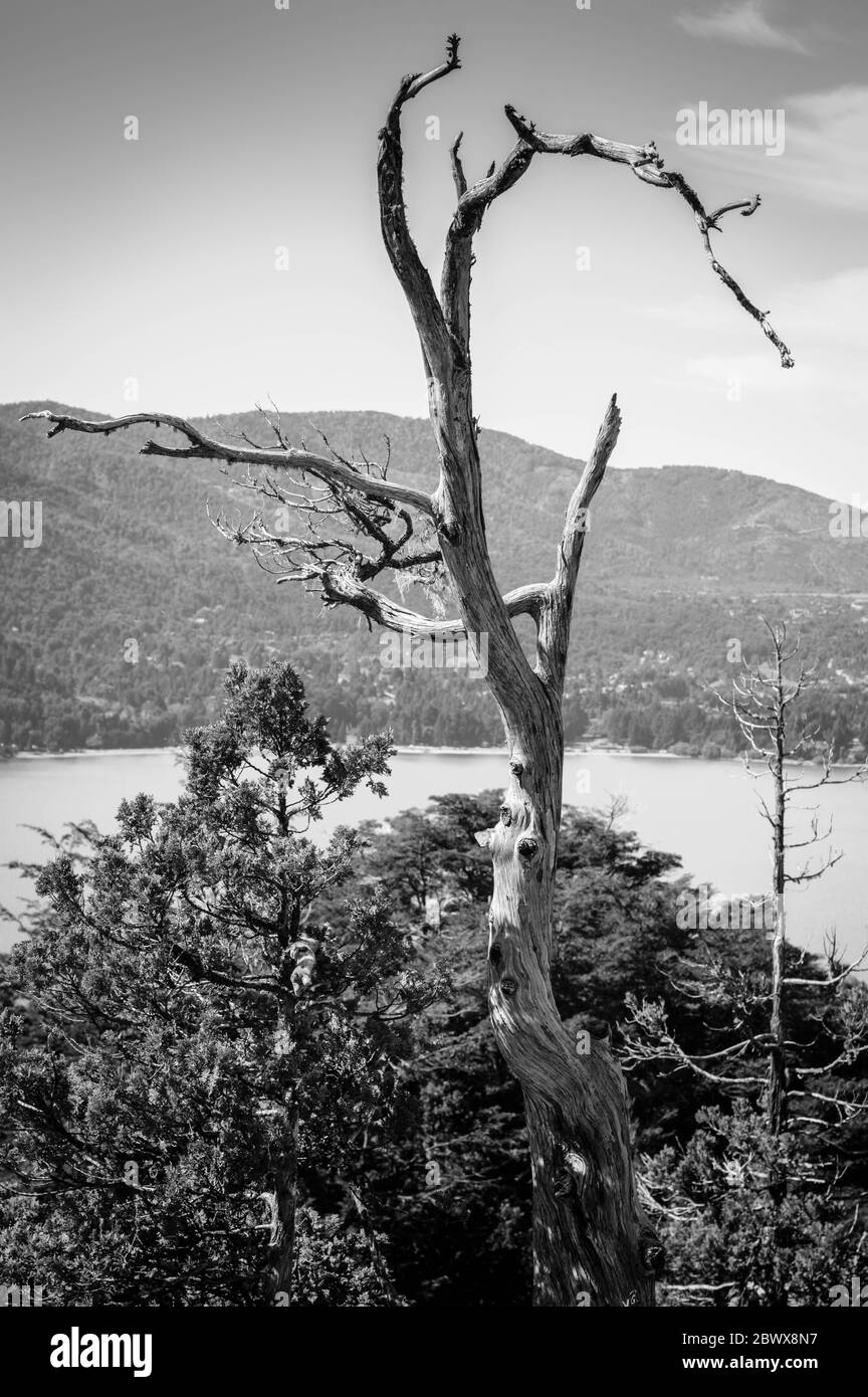 Arbre sec en paysage de montagne en noir et blanc. Banque D'Images