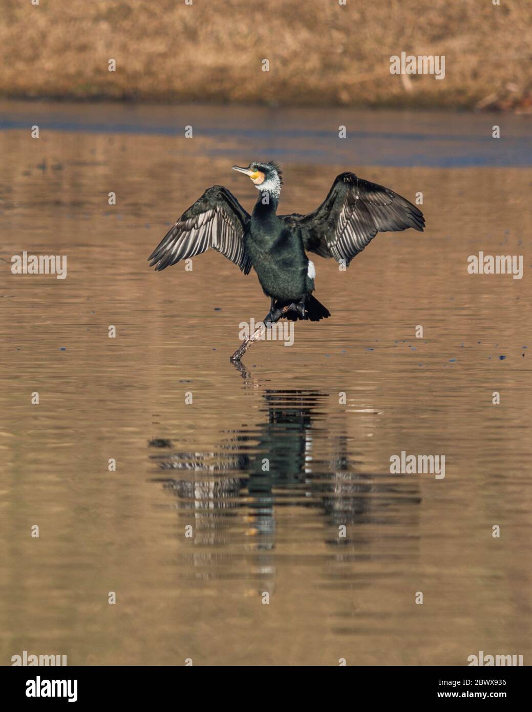 Un grand cormorant dessèchant ses plumes au soleil Banque D'Images