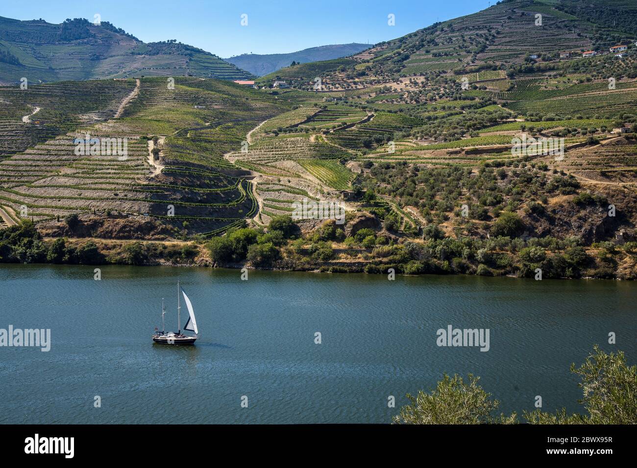 Yacht solitaire naviguant sur le fleuve Douro, au milieu des collines en terrasse couvertes de vignes près de Pinhão, au nord du Portugal Banque D'Images