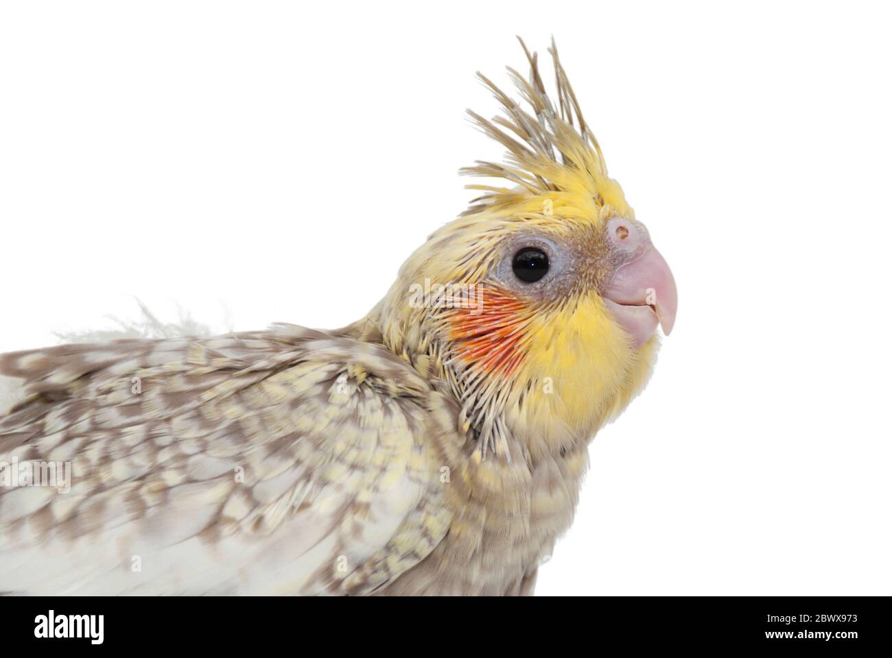 Bebe Cafard Isole Sur Fond Blanc De Pres Photo Stock Alamy