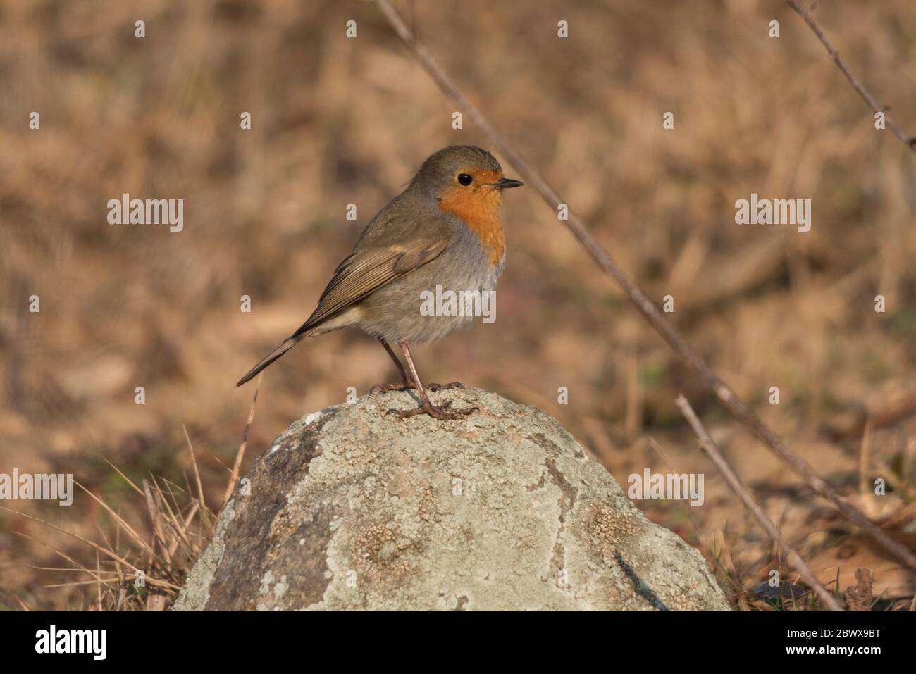 Un robin européen sur un rocher en hiver Banque D'Images