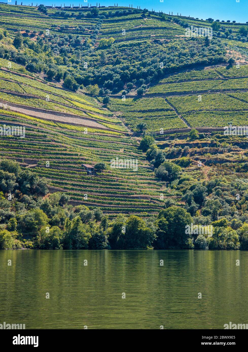 Vignobles en terrasse de la vallée du Douro et petit bâtiment isolé avec le fleuve Douro au nord du Portugal Banque D'Images