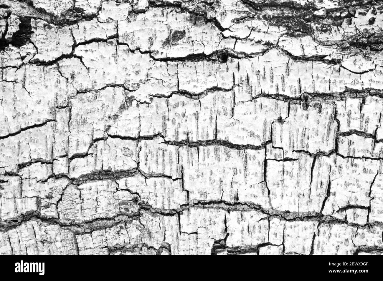 Fond blanc texturé de l'écorce, adapté à la présentation et à la toile de fond. Banque D'Images