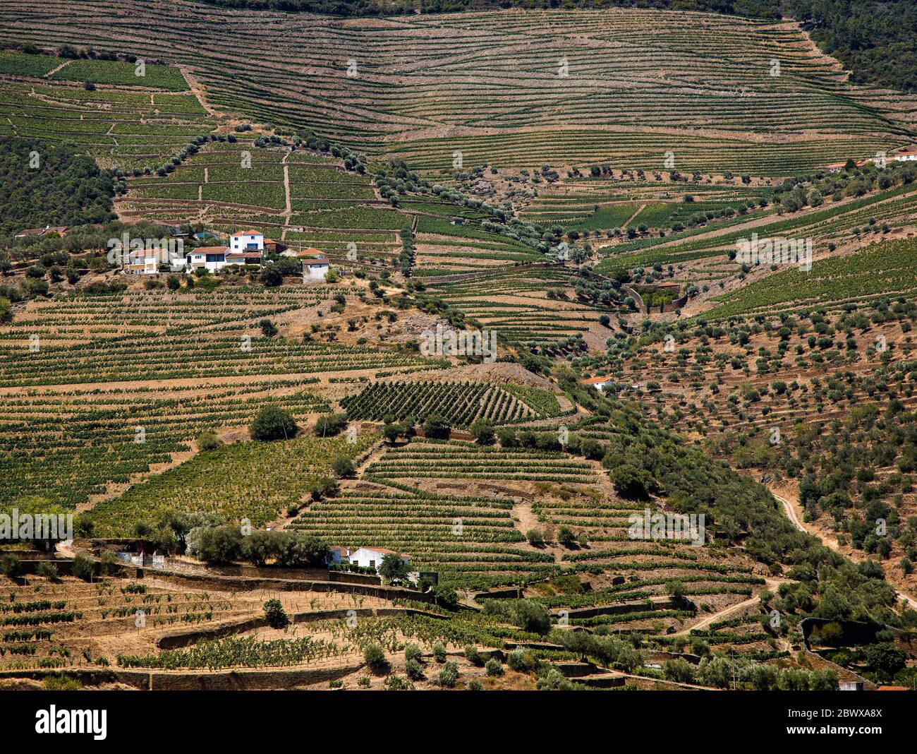 Les vignobles en terrasse et les bâtiments blancs de la vallée du Douro et Quinta au nord du Portugal Banque D'Images