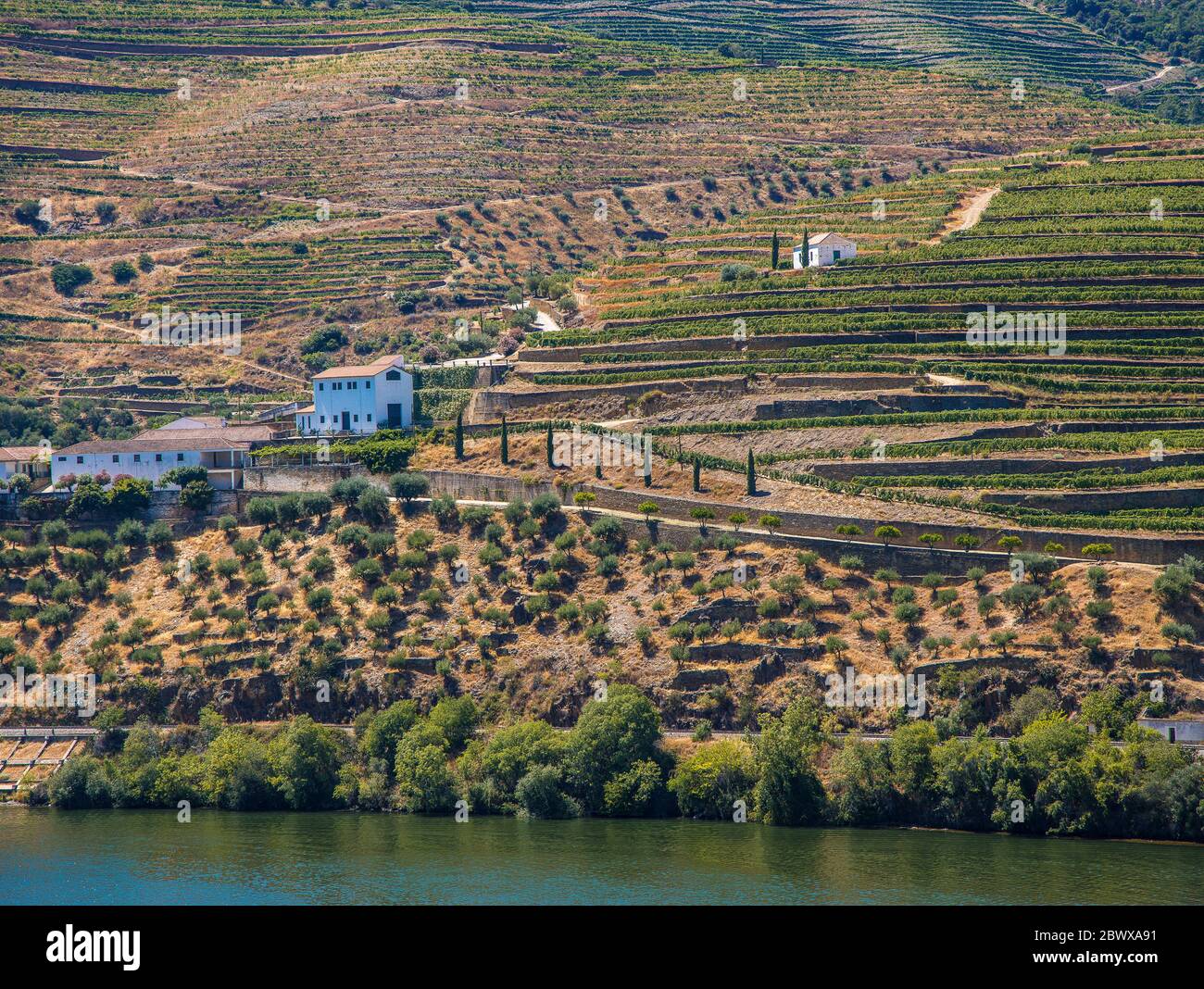 Les vignobles en terrasse et les bâtiments blancs de la vallée du Douro et Quinta Nord Portugal Banque D'Images