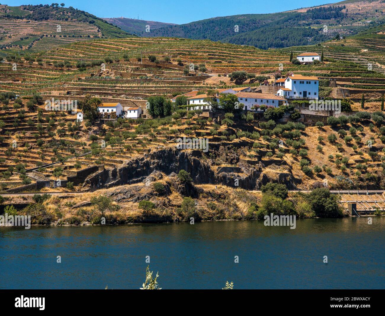 Les vignobles en terrasse et les bâtiments blancs de la vallée du Douro et la Quinta donnent sur le fleuve Douro au nord du Portugal Banque D'Images