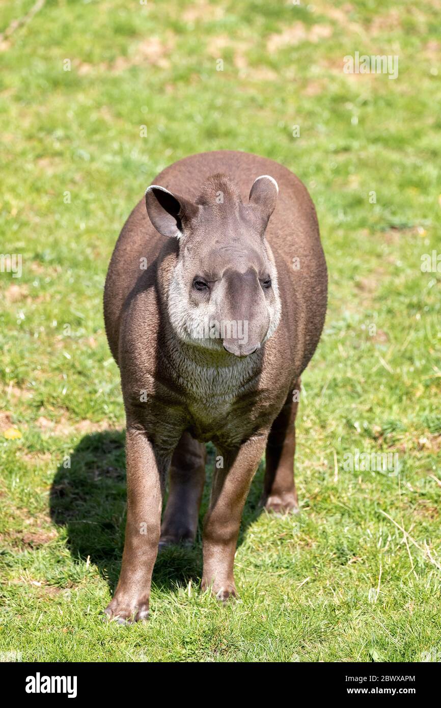 Tapir de terre basse adulte, Tapirus terrestris. Vue avant. Autochtones aux zones de basse terre d'Amérique du Sud. Banque D'Images