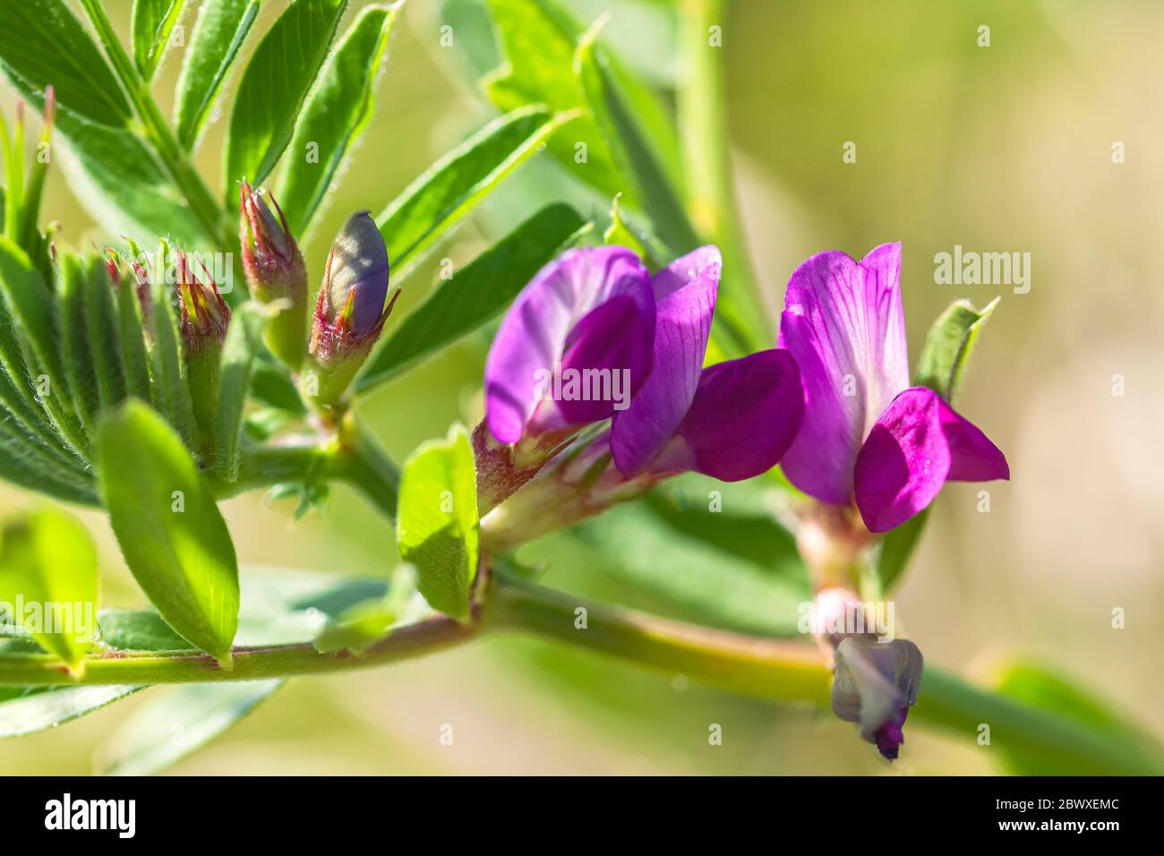 Gros plan sur la commune de vetch, Vicia sativa, fleurs, point Reyes National Seashore, Californie, États-Unis. Banque D'Images