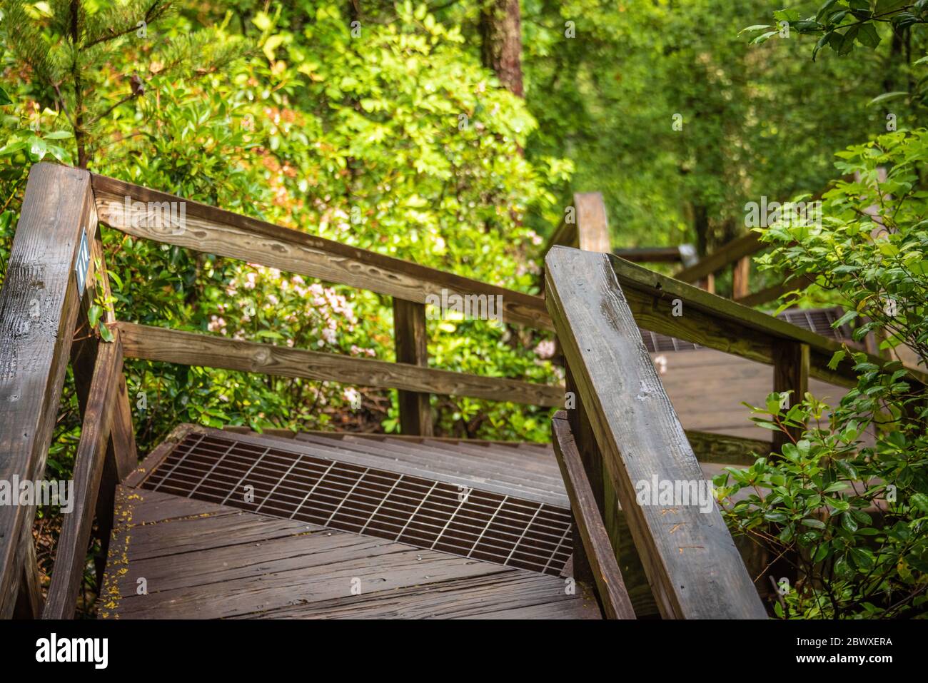 Descente en escalier dans la gorge de Tallulah, une gorge de 1000 mètres de profondeur formée par la rivière Tallulah, au parc national de Tallulah gorge près des chutes de Tallulah, en Géorgie. Banque D'Images