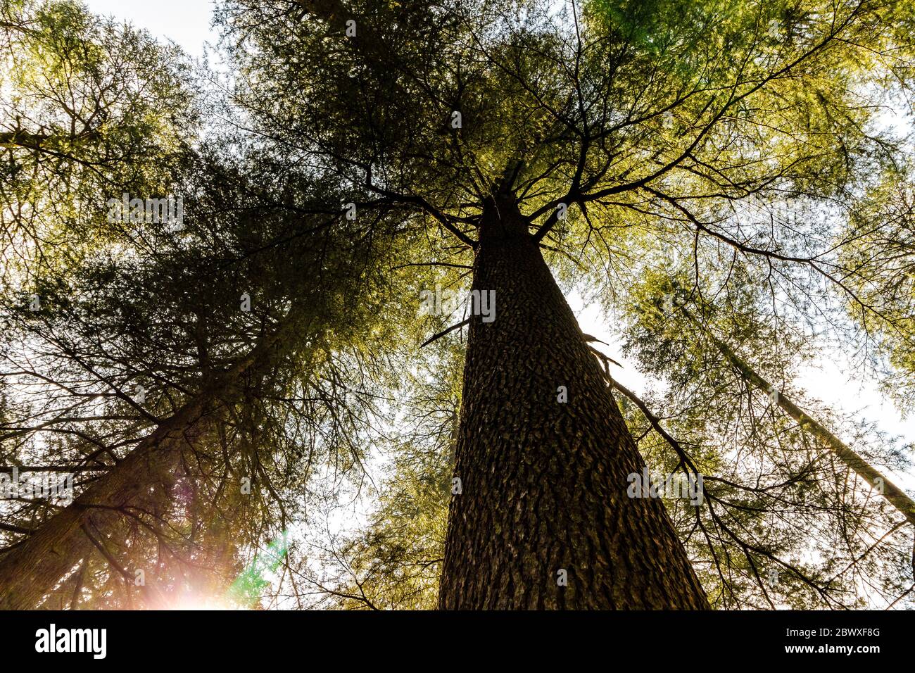 Dalhousie Himachal Pradesh - une vue abstraite de la beauté naturelle autour de Dalhousie, Himachal Pradesh, Inde, Asie. La photographie de la nature en Inde. Banque D'Images