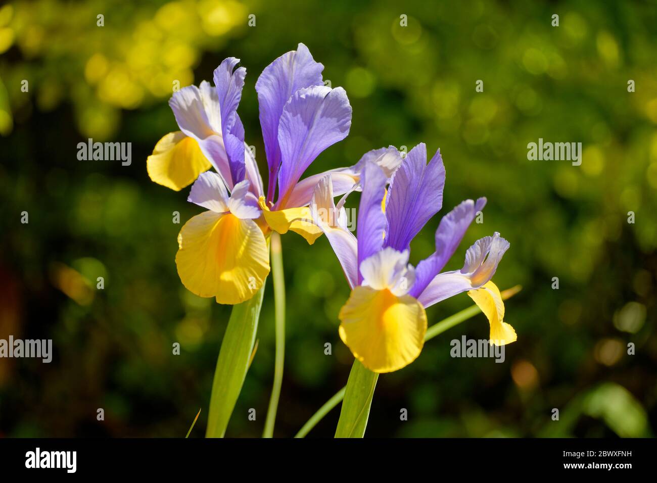 Fleurs de l’iris. Banque D'Images