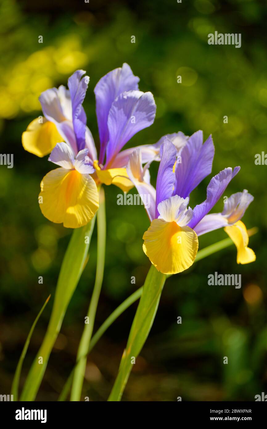 Fleurs de l’iris. Banque D'Images