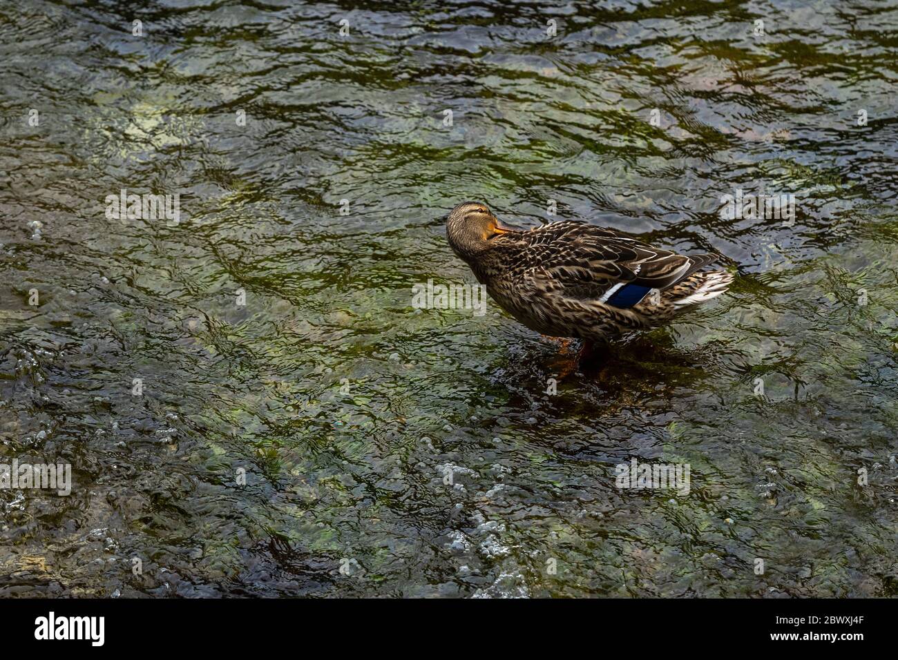 mallard femelle (Anas platyrhynchos) dans l'étang d'eau de source Banque D'Images