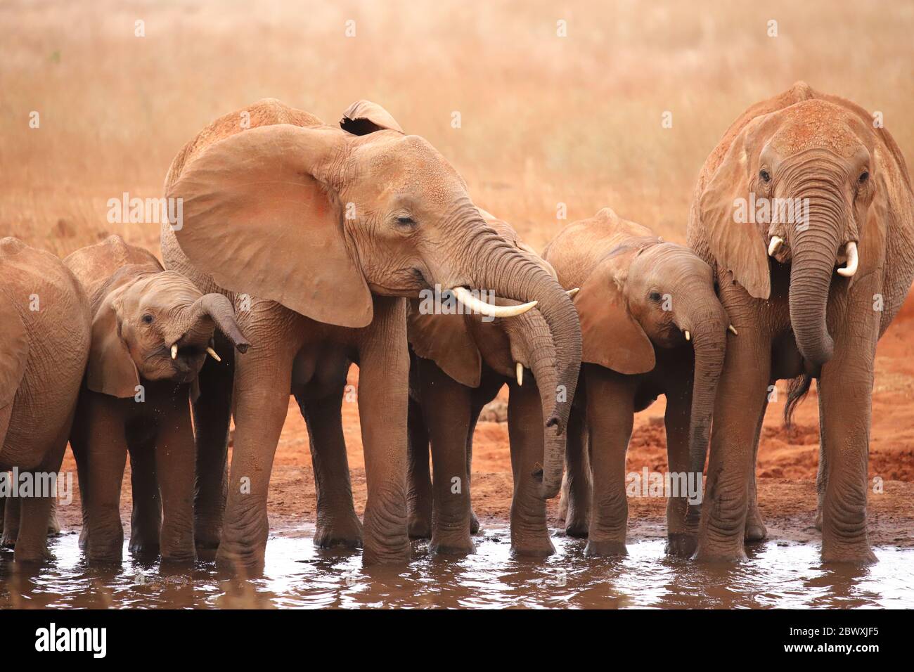 Un groupe d'éléphants dans un trou d'eau au Kenya Banque D'Images