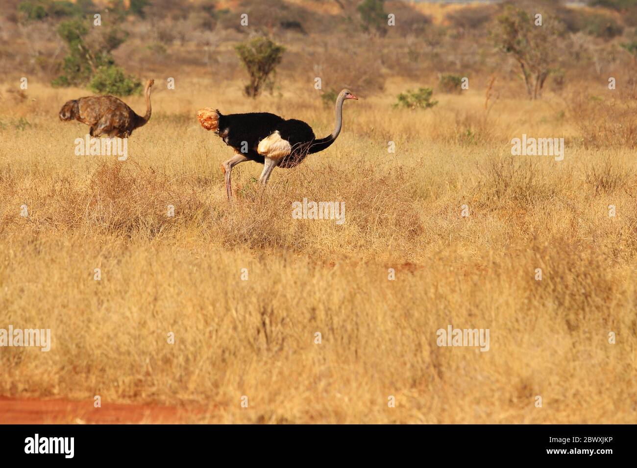 Une paire d'autruches somaliennes dans la savane du Kenya Banque D'Images